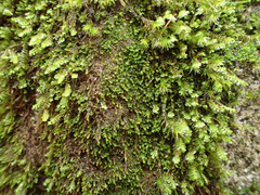 Marsupella emarginata