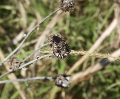 Heteropogon