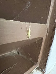 Oecanthus argentinus