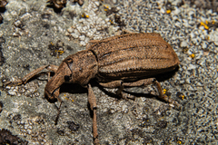 Anagotus