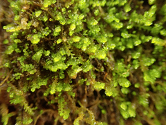 Marsupella emarginata