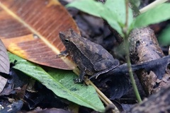 Rhinella alata