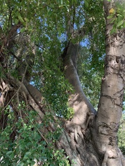 Ficus microcarpa