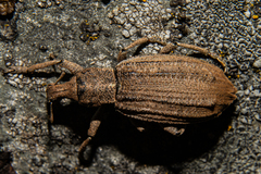 Anagotus