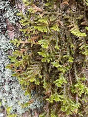 Porella platyphylla