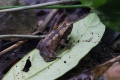 Rhinella alata