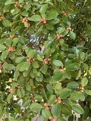Ficus microcarpa