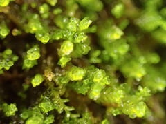 Marsupella emarginata