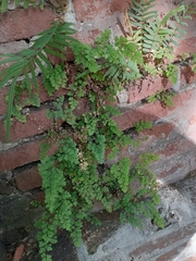 Adiantum capillus-veneris