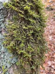 Porella platyphylla