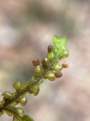 Porella platyphylla