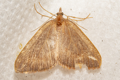 Xanthorhoe occulta
