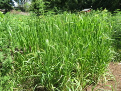 Setaria verticillata