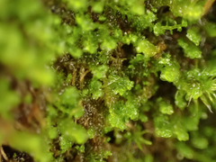 Marsupella emarginata