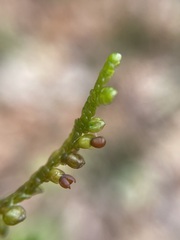Porella platyphylla