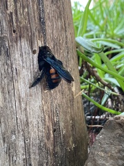 Xylocopa frontalis