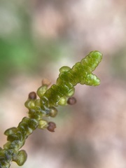 Porella platyphylla