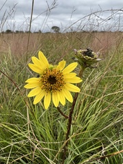 Silphium gracile