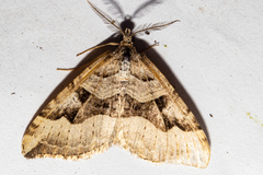 Xanthorhoe semifissata