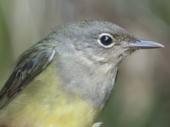 Oporornis agilis