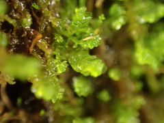 Marsupella emarginata