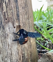 Xylocopa frontalis