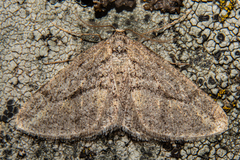 Zermizinga indocilisaria