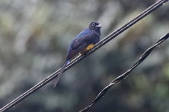 Trogon chionurus
