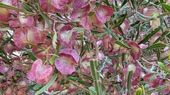 Dodonaea viscosa angustissima