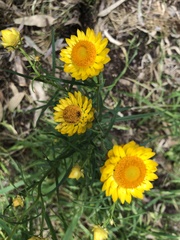 Xerochrysum