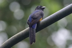 Trogon chionurus