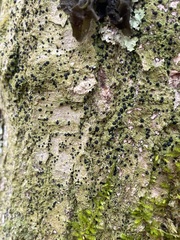 Bacidia schweinitzii