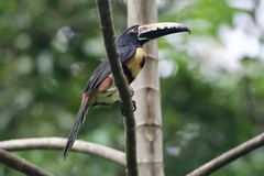 Pteroglossus torquatus