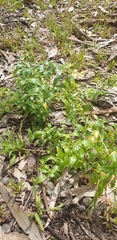 Asparagus asparagoides