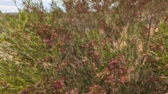 Dodonaea viscosa angustissima