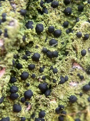 Bacidia schweinitzii