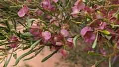 Dodonaea viscosa angustissima