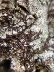 Frullania eboracensis