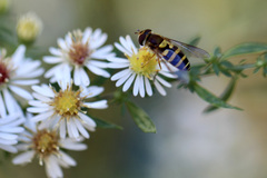 Syrphus rectus