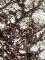 Frullania eboracensis