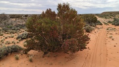Dodonaea viscosa angustissima