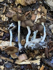 Psilocybe cyanescens