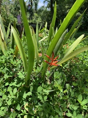 Quesnelia liboniana