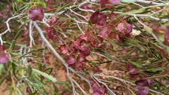 Dodonaea viscosa angustissima