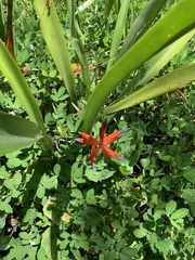 Quesnelia liboniana