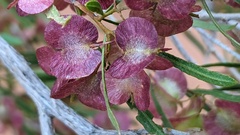 Dodonaea viscosa angustissima