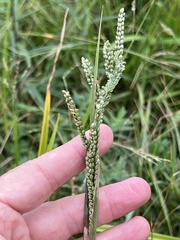 Paspalum pubiflorum