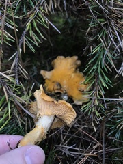 Cantharellus formosus