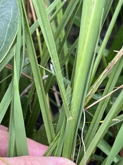 Paspalum pubiflorum
