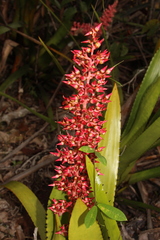 Aechmea huebneri